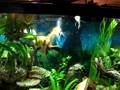 videos de Mean Angel Fish