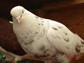 Kaftar (persische hochflieger) tel:0441/1815118 ??????????