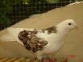 Kaftar (persische hochflieger) tel:0441/1815118 کفترتهرانی