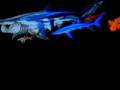 Real Sharks at Monterey bay's aquiram