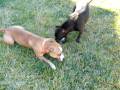 videos de Pit Bulls Playing and a Raw Bone