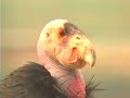 Bill Toone With The California Condor Bill Toone With The California Condor