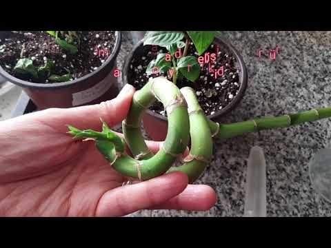 Bambu Cicegi Sans Getirir Mi Ikea Bambu Bitkisi 2020 Bambu Home Fashion Ikea