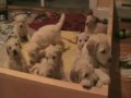 Goldendoodle Puppies