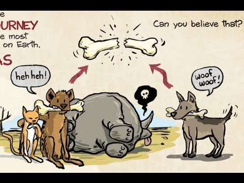 Are Hyenas More Closely Related To Cats Than Dogs