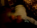 ac lil sis