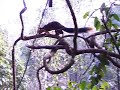 Malabar Giant Squirrel in Vythiri Malabar Giant Squirrel in Vythiri