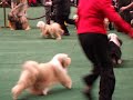 Kham Ras Look Back At Me- Austin Westminster Dog Show 2009