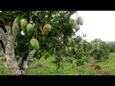 how to fertilize mango tree