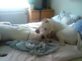 Dogo fight