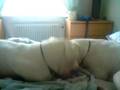 Dogo fight