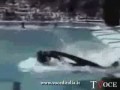 Killer Whale Drowns Trainer