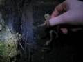 videos de Frog Catching and Tontsa84 Screaming Like a Girl