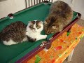 Cats fight  Morgan vs Giacomino