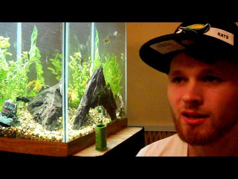 how to care ghost shrimp