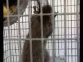 Capturada la ardilla atacada por gaviotas en Valencia