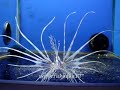 Grote Koraalduivel / Pterois volitans Grote Koraalduivel / Pterois volitans