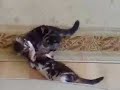 Comedy Kittens