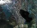 Bizarre Black Widow fish