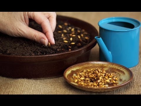 how to harvest ageratum seeds