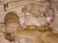 Golden Retriever Puppies