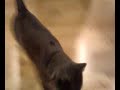 The smartest cat in the world