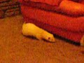 October 2007. Twinkle and Mr Big