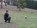 Graystalkers weimaraner puppy training under gun fire