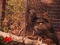 Endangered Condors Rescued From Path of Wildfire