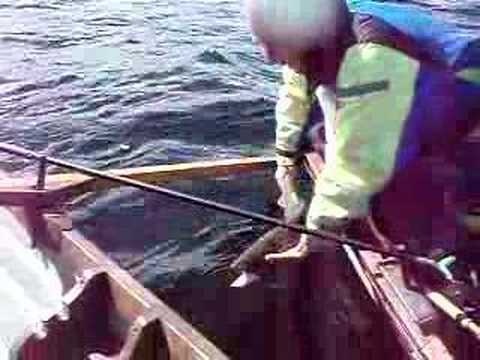Releasing a monster big trout - ...