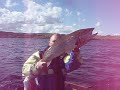 Releasing a big ferox trout from Lough Corrib in Ireland Releasing a big ferox trout from Lough Corrib in Ireland