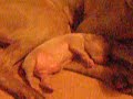 Baby Quba