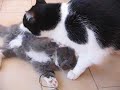 Puma e Felix Puma e Felix