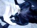 Sexo Animal