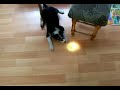 Funny Dog chasing torch light (Pies goni ?wiat?o latarki)