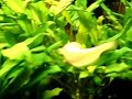 Silurus Glanis (albino) Silurus Glanis (albino)