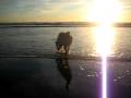 videos de Bogart Goes to Cayucos Part 1