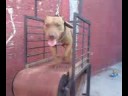 bilapitbulls-oaxac