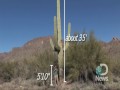 Saguaro Cactus Symbolizes Southwest