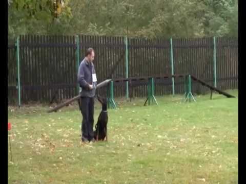 Dobermann Agen Sheridano le Fano