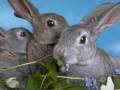 Armenian Parody Funny Song - Chocolate Rabbit TSO FM