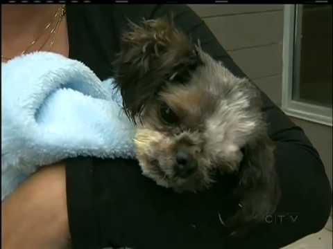 how to treat a shih tzu with diarrhea