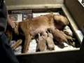 Dales Golden Retriever Puppies Week 2 