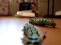 Hickory Horned Devils