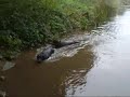 Chocolate & black Labrador Stackpole Swim