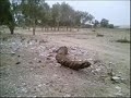sidi allal tazi