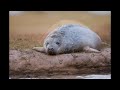 Donna Nook Seals 2008 - www.photography-prints.co.uk