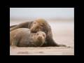 Donna Nook Seals 2008 - www.photography-prints.co.uk