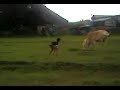 nico thrown poo at a cow