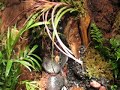 I'm looking into starting my own vivarium and terrarium construction company and am just wondering if anybody would be intrested in buying a pre-made tank like this one I just finished?